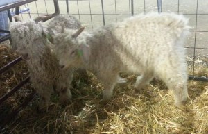 Baby Angora Goats